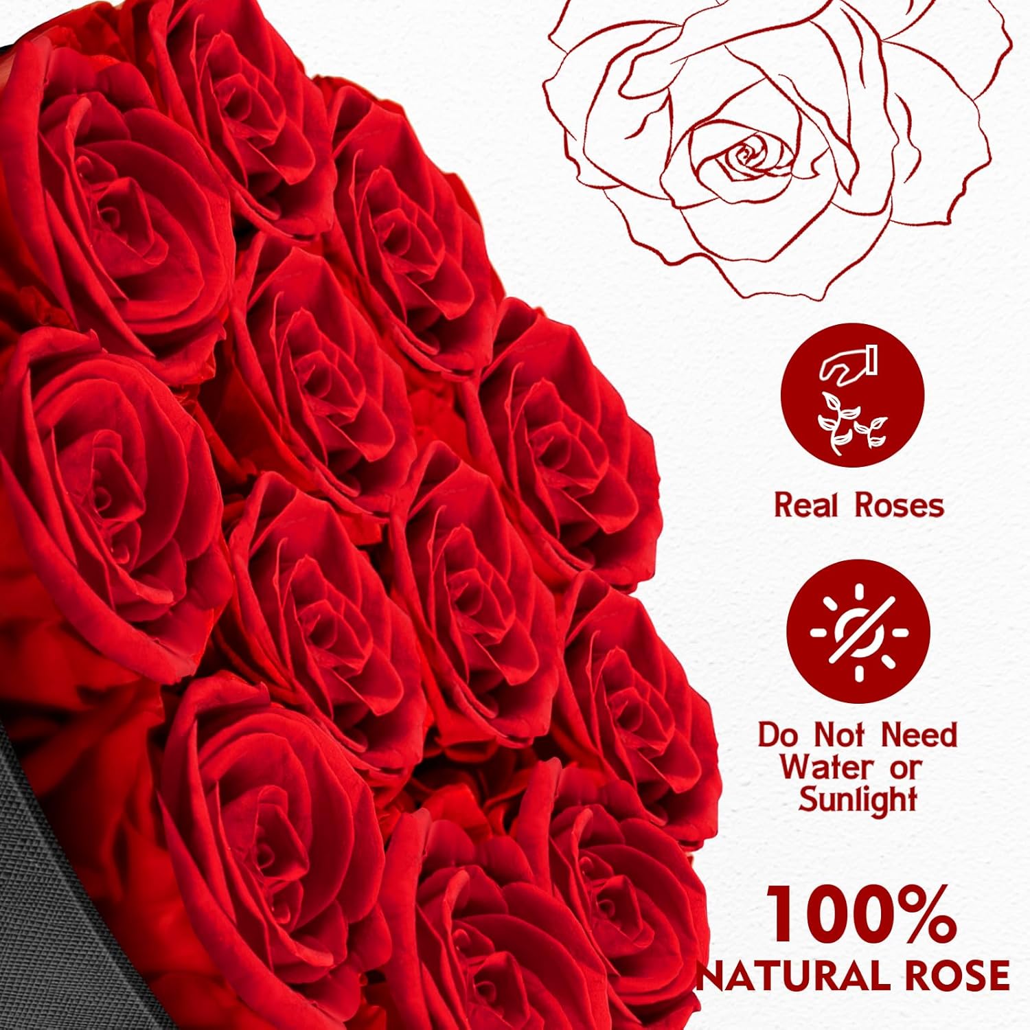Forever Flowers,12 Red Roses in A Box, Real Preserved Roses, Birthday Gift for Women, Mother’s Day, Anniversary Day- Red Roses