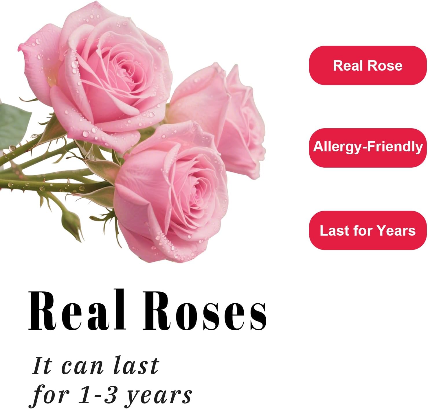 Luxury Preserved Roses – Forever Real Roses Flowers for Delivery in a White Box, Preserved Flowers Birthday Gifts for Women Mom Wife, Ideal for Anniversary (Pink 16 Roses, 16 Roses)