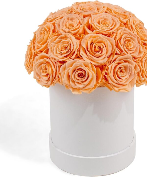 Otuo 27 Preserved Roses in Round Dome Shape, Mother's Day Real Forever Flowers Rose Box, Eternal Rose Gift for Her Women Girlfriend Wife, Flower Gift for Valentines Day Lasting 1-3 years(Champagne)