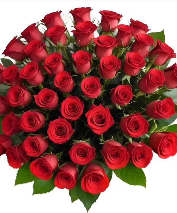 50 Red Roses | Bulk Roses by Arabella Bouquets | Real Fresh Flowers for Delivery, Gift for Birthday Women, Congratulations, Anniversary, Thank You, Mothers Day