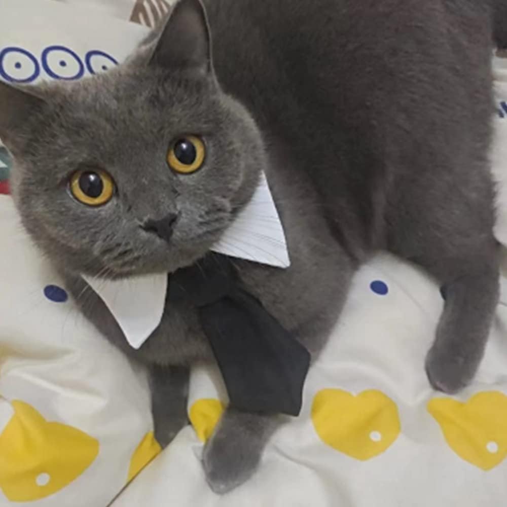 ANIAC Adjustable Dog Cat Neck Tie Puppy Grooming Neck Accessories Formal Wedding Attire White Collar Pet Tuxedo Costume (S, Black)